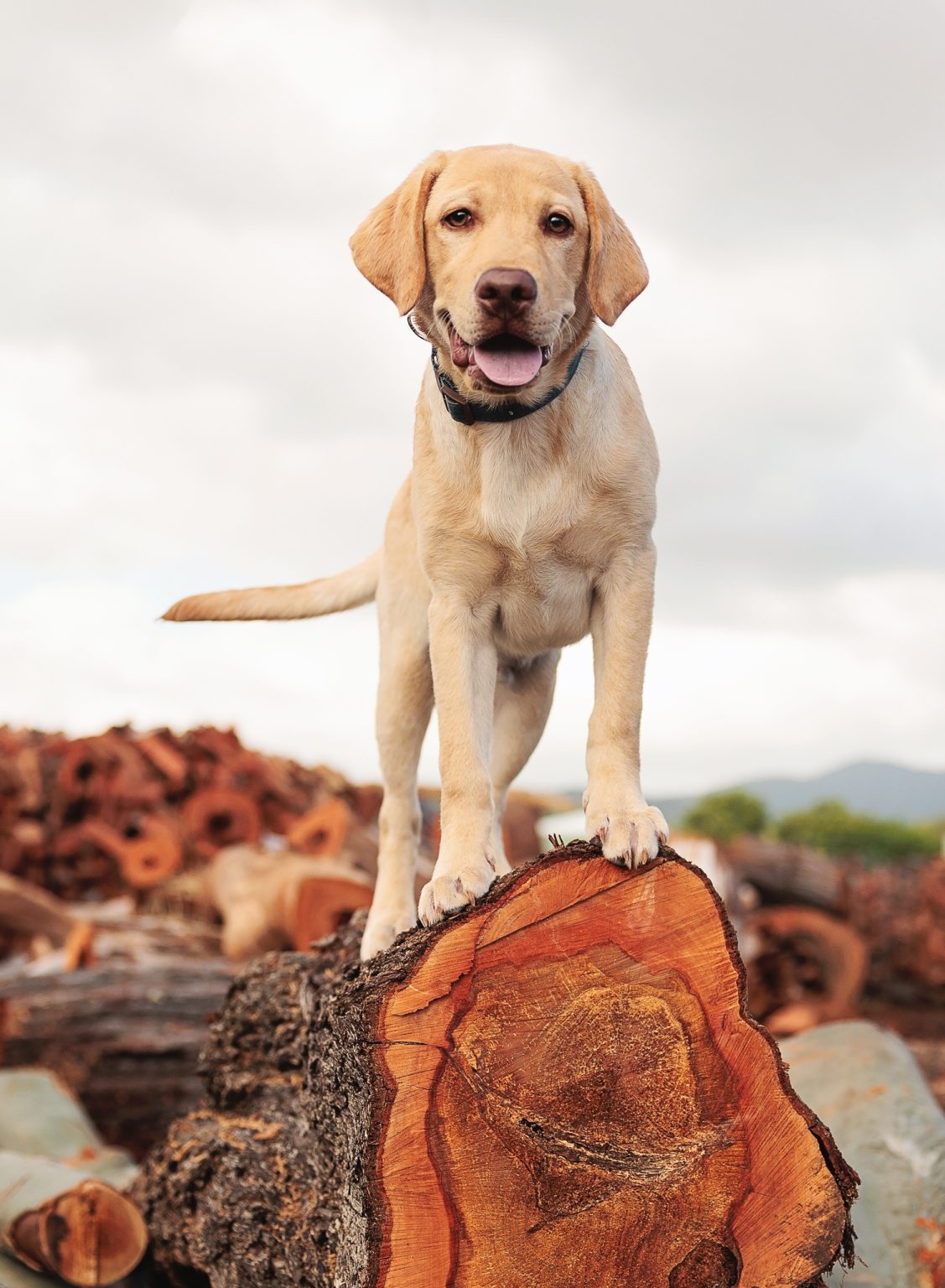 Diggers Landscape Supplies & Garden Decor Mackay